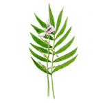 Elettaria cardamomum